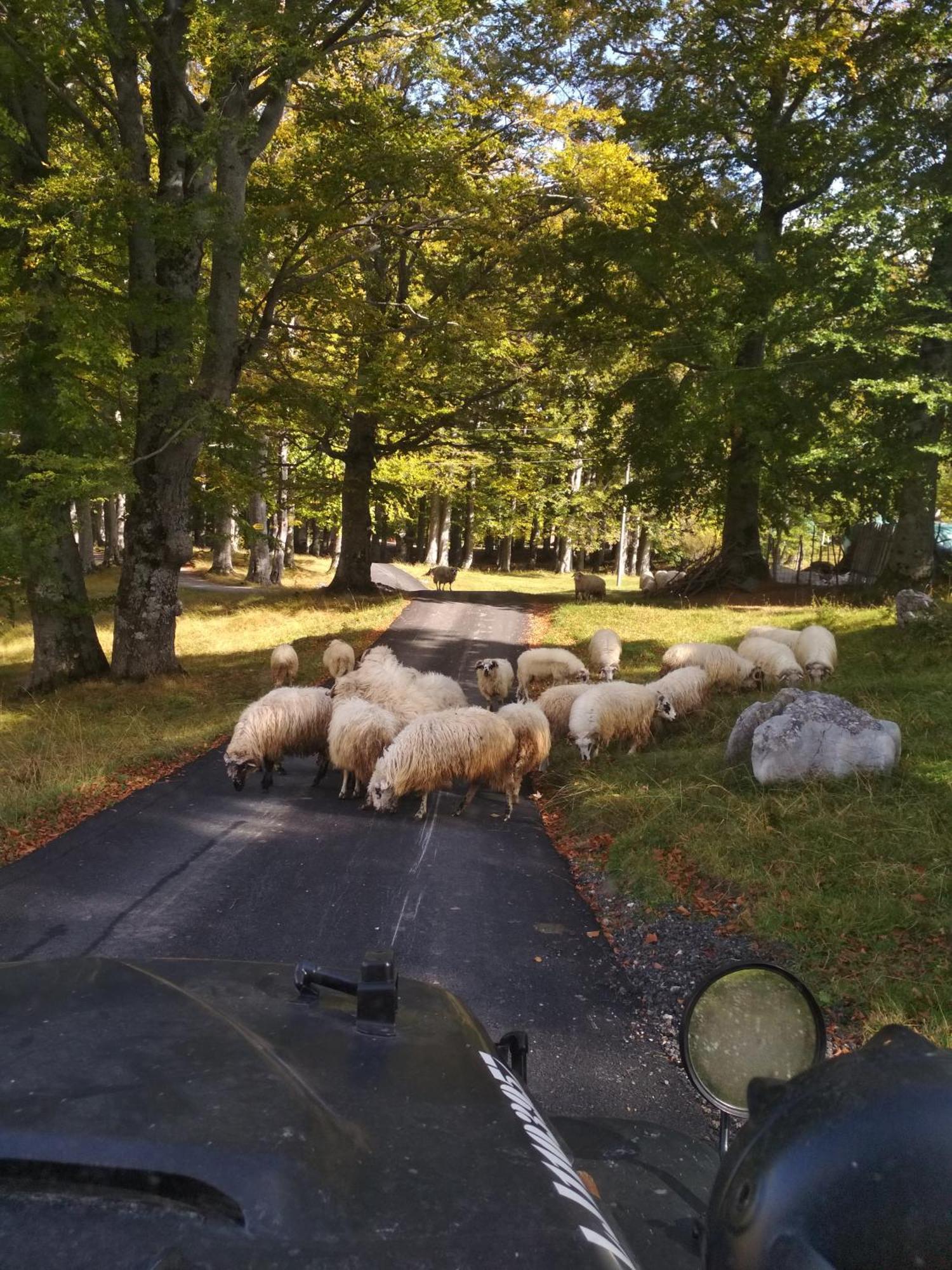 Chalet Kovacevic Žabljak Eksteriør billede